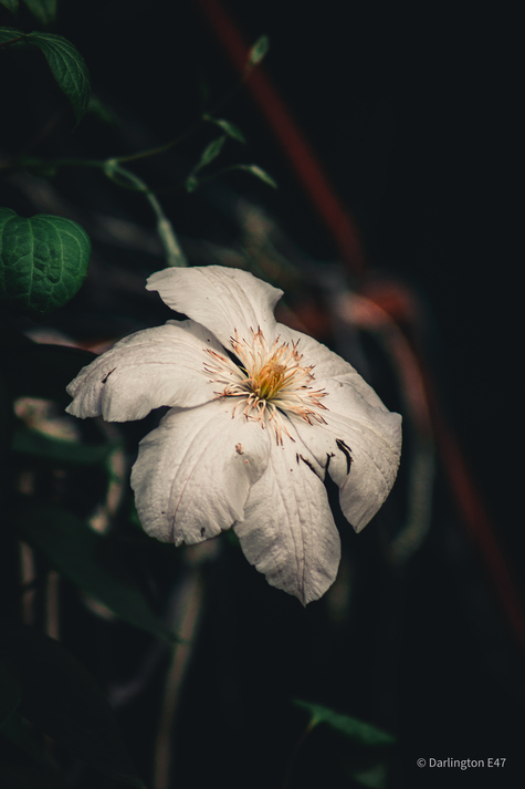 Дельфініум