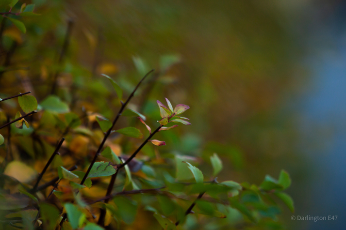 Осінній кущ