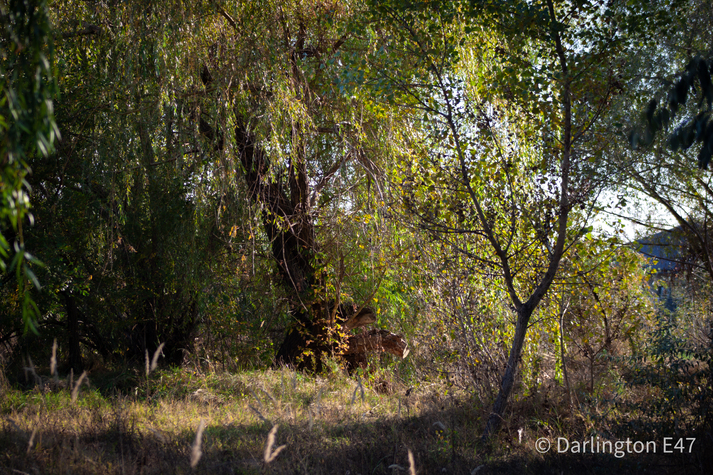 День на галявині