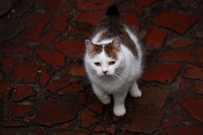 Кішка на бруківці