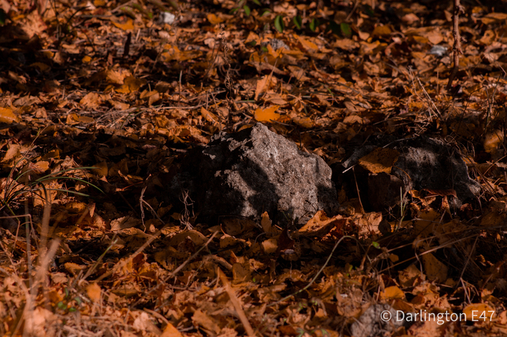 Камінь в обіймах осені